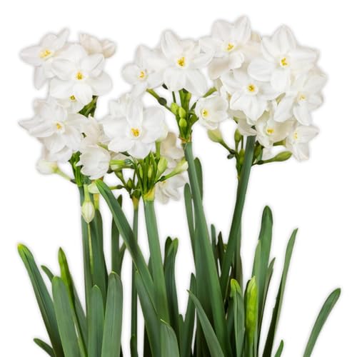 Easy to Grow Narcissus Paperwhite 'Ziva' Plant Bulbs (10 Pack) - Large Flower Bulbs for Indoor Forcing at Home, Fragrant Holiday Blooms