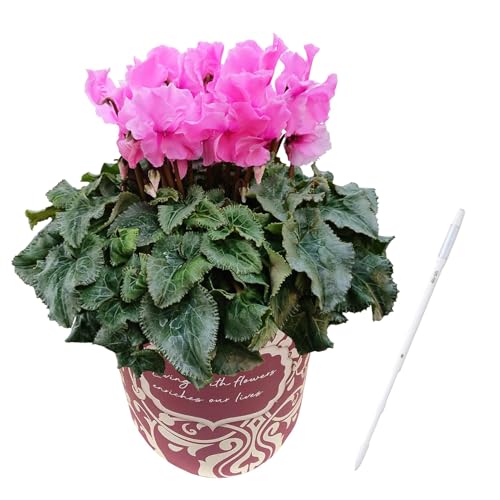 花のギフト社 シクラメン ギフト プレゼント 花 鉢植え 鉢花 水分計 5号鉢 ファルバラローズ