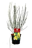 PlantaPro