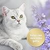 Felisept Home Comfort Spray Calmante Per L'Ambiente 100 ml - Con erba gatta naturale senza feromoni gatto - Benessere E Relax Per Il Gatto - Spray calmante gatto - Tranquillanti gatto