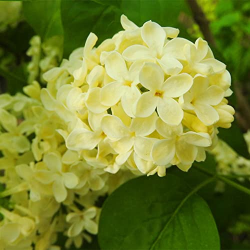 Qauzuy Garden 50 Yellow Lilac Seeds Bloom Perennial Fragrant Flower Shrub Bush Accent Plant Striking Privacy Screens Very Hardy Low-Maintenance #TOP1