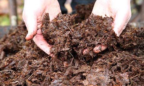 Banrujjeder Orchid Bagan Private Limited Leaf Mould Potting Mix 500 Grams - Leafmould Compost For All Plants (Patakuchi) (B09NQD726Y) Amazon Price History, Amazon Price Tracker