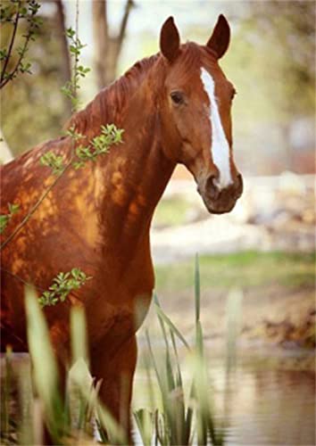 Kit Broderie Diamant Cheval 5D Complet - Canevas Strass Point de Croix Animaux 60x90cm