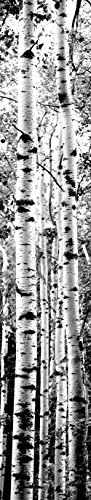 JP London uStrip Lite UCLT9080 Prepasted Mural Project Birch Forest Trees Black and White, 8.5-Feet by 1.5-Feet