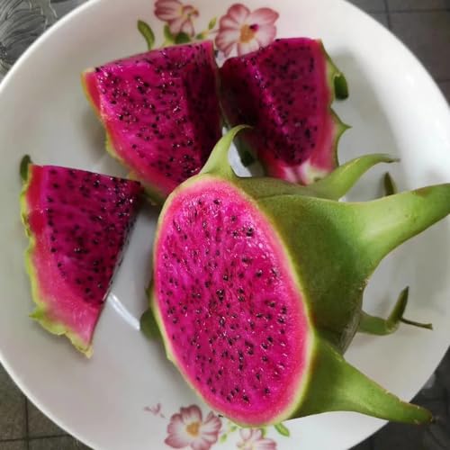 500 piezas Pitaya - Semillas De Fruta Del Dragón Orgánicas decoración de árboles frutales, regalos sostenibles Semillas frescas de pitahaya, árboles frutales plantas resistentes para