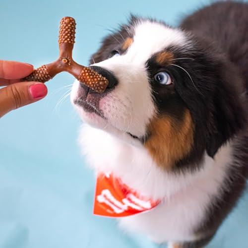 Image of Nylabone Nutri Dent Dog Dental Chews - Natural Dog Teeth Cleaning & Breath Freshener - Dental Treats for Dogs - Filet Mignon Flavor, Small (1 Count) | Natural dental chews for dogs, helps clean teeth & freshen breath, made in USA, vet recommended, for dogs 10-15 lbs