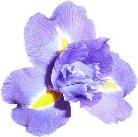 Hollis Purple Iris Wall Decal Cutout 47.5"x48"