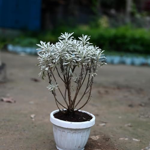 Image of Live English Lavender Plant with Pot | Lavandula Good Luck Decorative Herbal Plant | Fragrant Outdoor & Indoor Flowering Plant for Home Garden, Balcony & Terrace