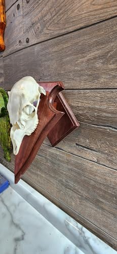 European Deer Mounting Plaque Smooth Arrowhead Red Sadona