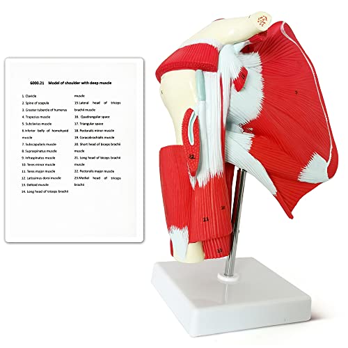 Image of NEW HORIZON Muscled Shoulder Joint Model - Shows Complete Shoulder Musculature from Rotator Cuff to Subscapular Muscles - Includes Base,Manual, Education in the Field of Mathematics