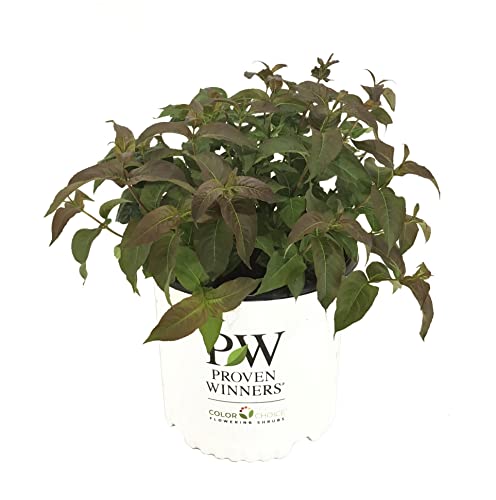 Premier Plant Solutions 20449 Proven Winners Diervilla S. Kodiak Black, 3 Gallon