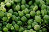 New Fresh 25pcs String of Pearl Plant Seeds Generic