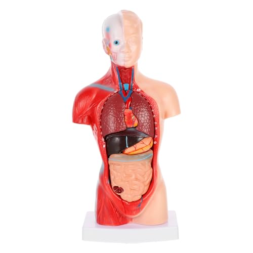 KICHOUSE Human Body Teaching Model Anatomy Organs Model Medical Teaching Tool Biology Demonstration