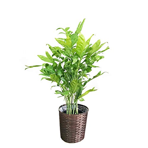 観葉植物 ヤシの木の人気商品 通販 価格比較 価格 Com