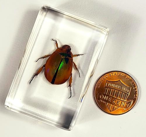 Image of 44mm Real Shiny Christmas Beetle in Crystal Clear Lucite Resin Specimen Preserved Animal Insect Bug Taxidermy Collection for Biology Science Education & Desk Ornament Display