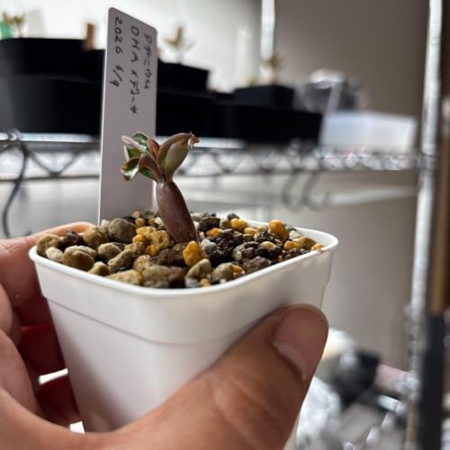 観葉植物 コーデックス 塊根植物」の人気商品一覧・価格比較 - 価格.com