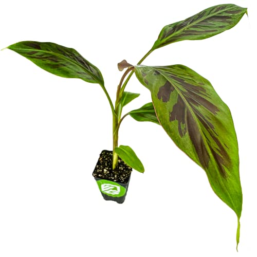 Zebrina Rojo Banana Tree Live Plant - Musa acuminata - Wellspring Gardens Starter Plant- Easy to Grow Starter Plants Great for Nature Lovers & Gardeners- Outdoor Planting in Home, Garden, Patio & Yard