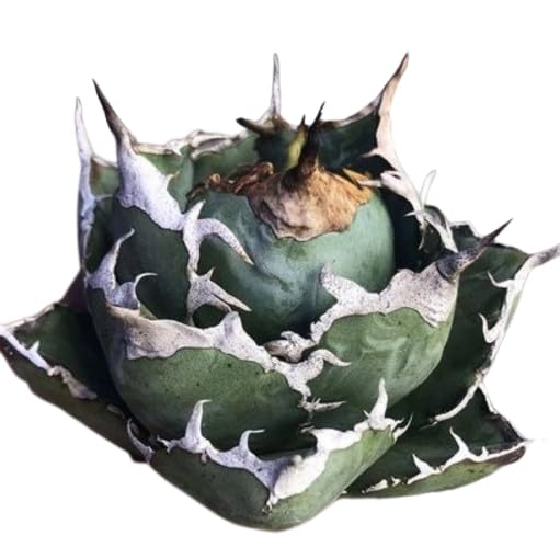 Amazon.co.jp: TB4 特選 極美中株 アガベ チタノタ 白鯨 大株 極上強棘