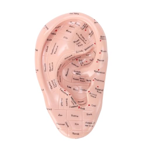 Gugxiom Modèle D'oreille Modèle D'acupuncture D'oreille, Modèle de Massage D'oreille D'acupuncture de 17 Cm, Outil D'enseignement D'acupuncture de...