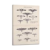 XKUGA Póster de zoología, póster grande de comparación de vuelos de rapaces, pintura decorativa, lienzo, póster de pared e impresión artística moderna para dormitorio familiar, pósteres de decoración