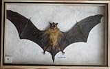 REAL HAIRLESS BAT Insect Taxidermy in wood box