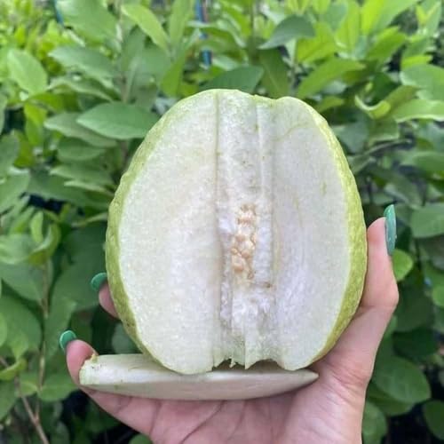 Image of All-Time 12 Months Hybrid GRAFTED Live Fruit Plant Original & Authentic Organic Tree for Outdoor Fast-Growing Fruit Plant Home Gardens Pack Of-1 (Seedless Guava Plant, Medium)
