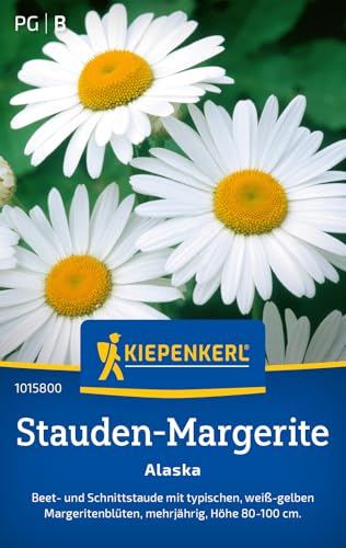 Kiepenkerl Stauden-Margeritensamen Alaska 1015800 - Mehrjährige Blumensamen mit einer Wuchshöhe von 80 bis 100cm und Inhalt für 50 Pflanzen - Saatgut