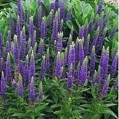 Pack x6 Veronica Spicata 'Royal Candles' Perennial Garden Flowering Plug  Plants - Main Image
