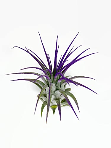 Ionantha Guatemala Tillandsia Air Plant, Guatemala Tillandsia Live Airplant, Healthy Arrival Guaranteed, Great Indoor Plant, Home Decor & Gift (Purple) #TOP4