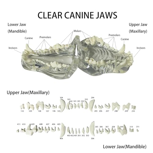 Seujjro GGF332 Transparent Canine Dog Cat Teeth Anatomical Model Dental Animals Oral Tooth Jaw thumb #3