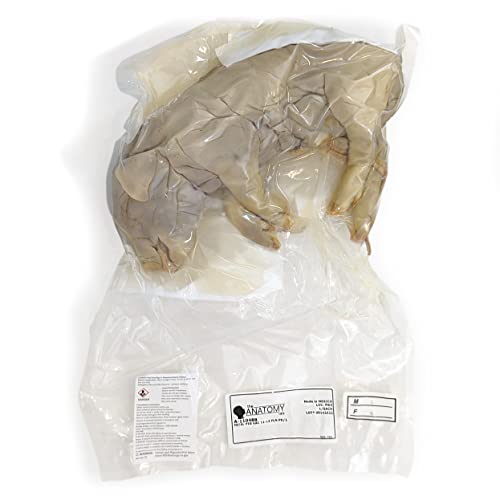 Anatomy Lab Preserved Fetal Pig Specimen For Dissection, For Biology Classroom, 11-13 Inches Plain Injection, Vacuum Pack Of 10 #TOP4