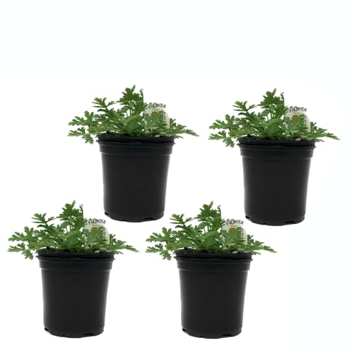 Geranios Citronela - Pack de 4 - Colección Plantas Aromáticas - Pelargonium Citrodorum - Plantas en Maceta