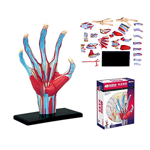 Squelette main humaine 4D complet pour visualiser vaisseaux et nerfs