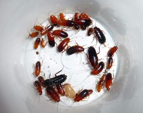 300 Red Runners Turkestan Cockroach Cricket Alternative Live Insect Feeder Mix Size