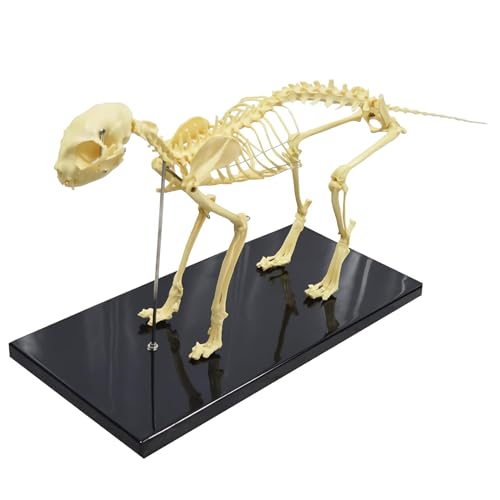 WYDDDARY Feline Skeleton Anatomical Model Standard Size Cat Medical Anatomical Animal Teaching Model for Lab Veterinary Teaching Demonstration Tool