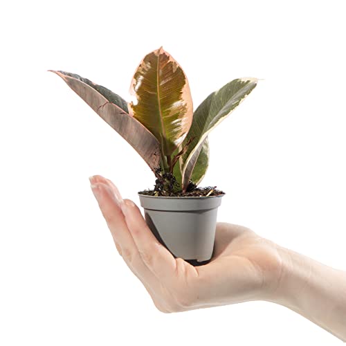 Baby Rubber Plant - Ficus Tineke Small Indoor Colourful Houseplant in 6cm Pot | Mini Plant with Colourful Pastel Foliage | for Home and Office | Grow Your Own Baby Plants