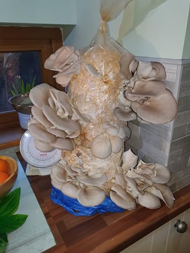 Foragers Table Mushroom Growing Kit, Blue Oyster Straw Log X-Large, 1 Meter Long, Mushroom Grow Kit Easy and Fast Growing, Includes Everything You Will Need Including Living Spawn