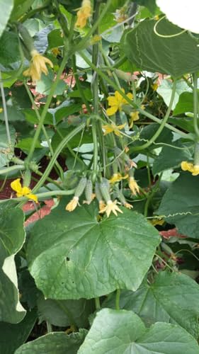 1.000 Sementes Importadas Pepino Hibrido Kybria F1 Topseed