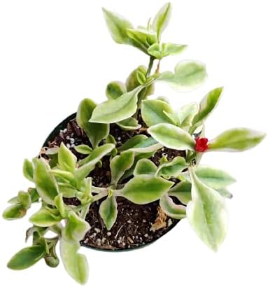 Miniatura 2 de Plantas suculentas vivas Aptenia Cordifolia Variegata (maceta de 4")