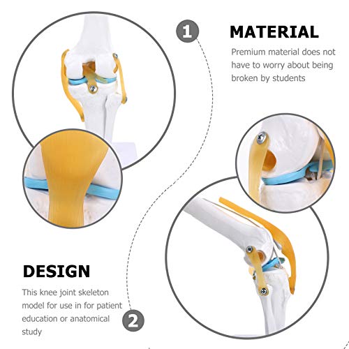 Modelo Comum Auxiliar De Ensino Da Articulação Do Joelho Humano Modelo Anatômico Modelo De Anatomia