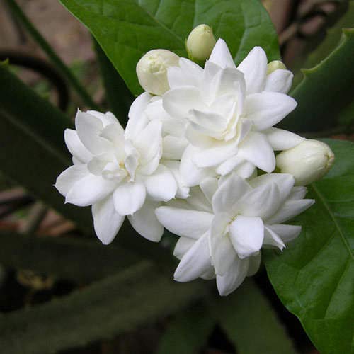 LushGreen Rare Imported ARABIAN Jasmine White Flower (Variety Of