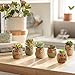 T4U 2.5 Inch Owl Ceramic Succulent Planter Pots with Drainage Hole Set of 12, Mini Cactus Pots Tiny Cute Plant Holder Container Best for Home Office Decor Gardening Gift