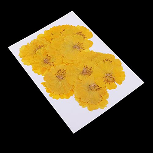 20 flores secas amarillas Coreopsis para decoración miniatura 5