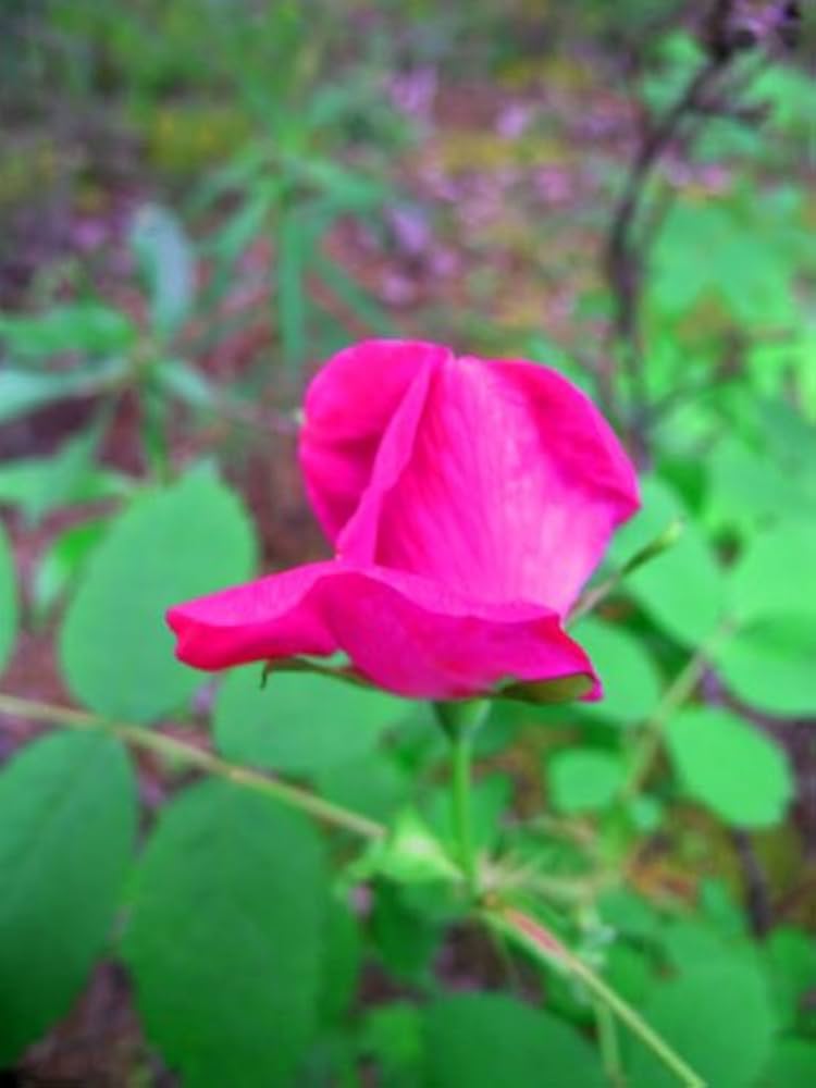 Rose H!Baby Shabetpoa Primae。      1 Amazon.com : 60pcs Pink White Stripe Rose Flower Seed
