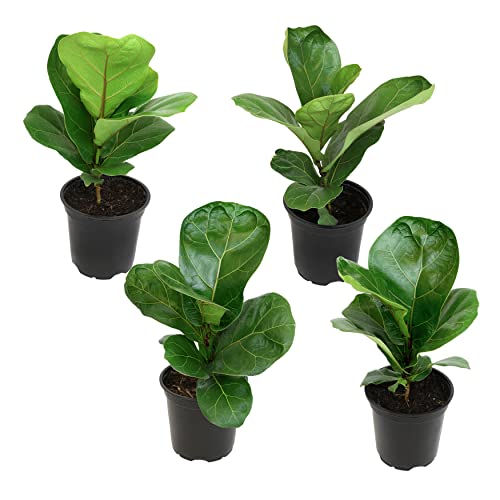 Plants for Pets Fig Trees Live Plants (4 Pack), Ficus Lyrata Houseplants Indoor Tree Real with Planter, Fiddle Leaf Fig Plant in Soil Mix, Evergreen Flowering Plants for Home DÃ©cor and Outdoor Garden