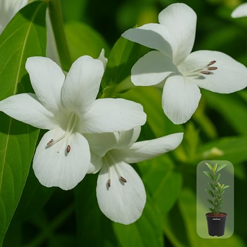 Image of Indian Gardens - White Colour Barleria cristata /Decemeber flower plant with 6 inch Black Pot