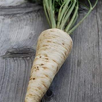 GEOPONICS 30 semi di prezzemolo Radice A Grosse Racine Gros hatif