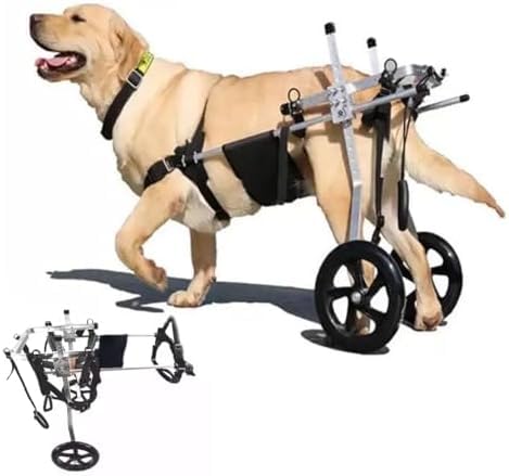 Chariot de rééducation Labrador handicapé | Solution pour pattes arrière déficientes