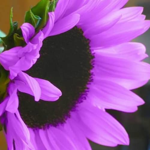Chuxay Garden Purple Sunflower Seed Rare Sunflower 25 Seeds Edible Seed Non-Gmo Flower Hybrid Sunflowers Grows In Garden And Pots #TOP3