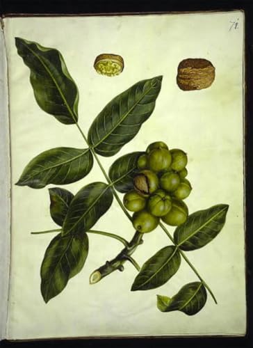 Toile Juglans Regia Hans Simon Holtzbecker impression haut de gamme 60x90